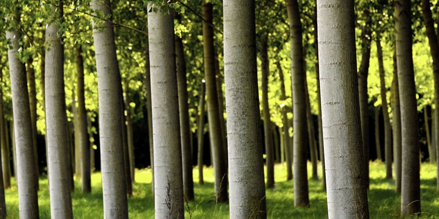 Rows of trees in a field